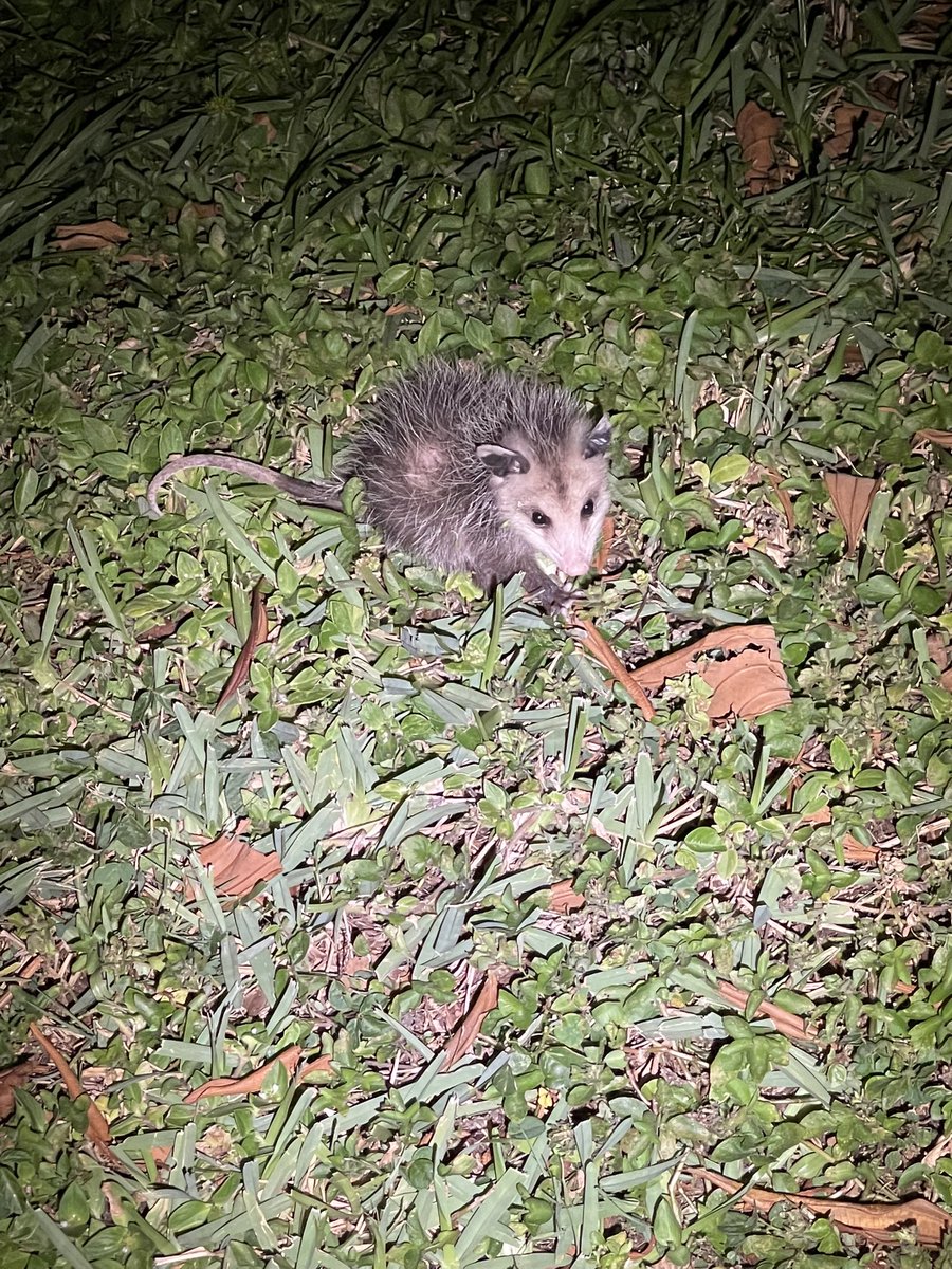 Extra small opossum
